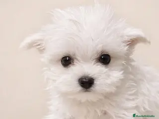 Bichón Maltés perros Bichon Maltes - Anuncio 3
