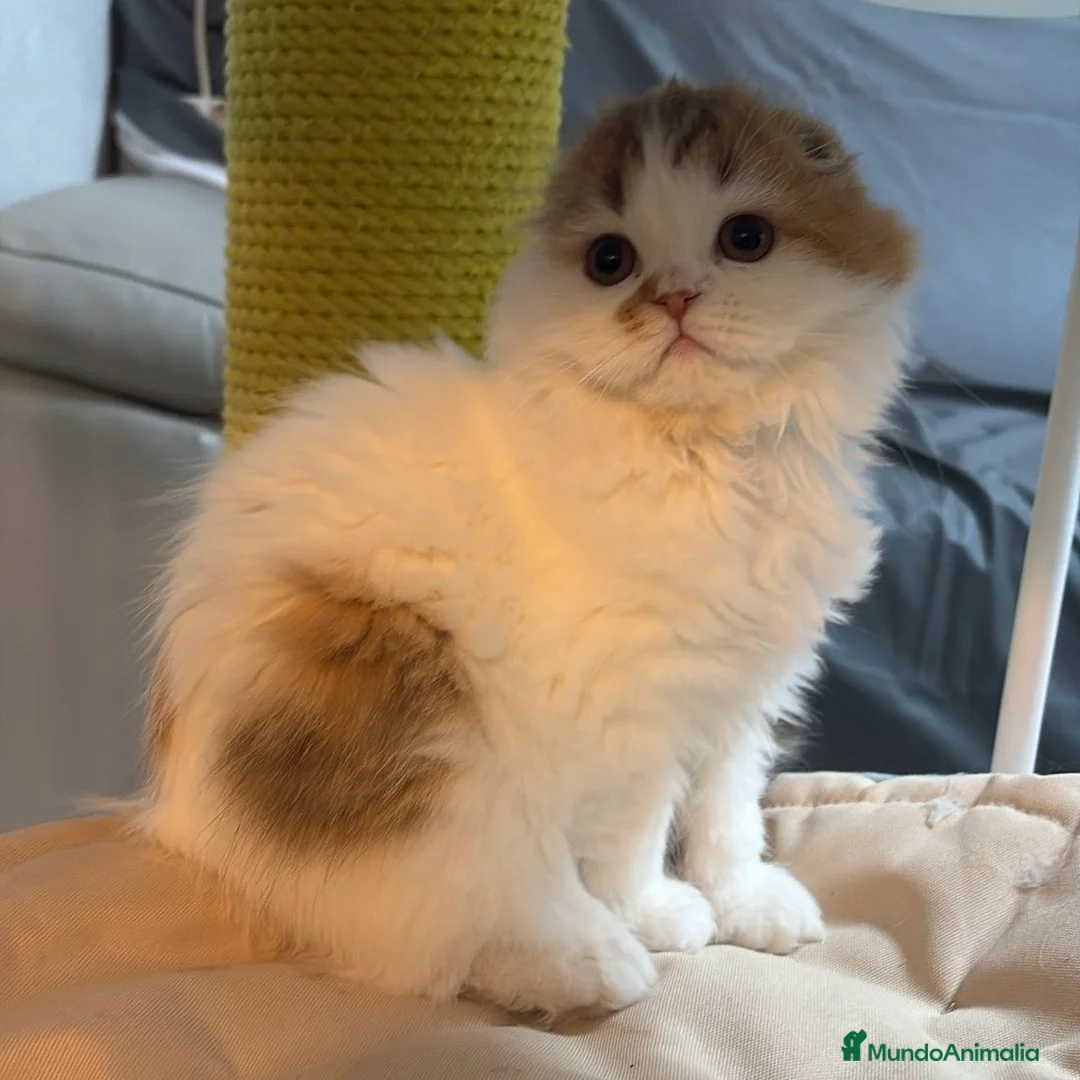 Scottish Fold gatos en venta: Scottish Fold Bicolor  - Anuncio 4