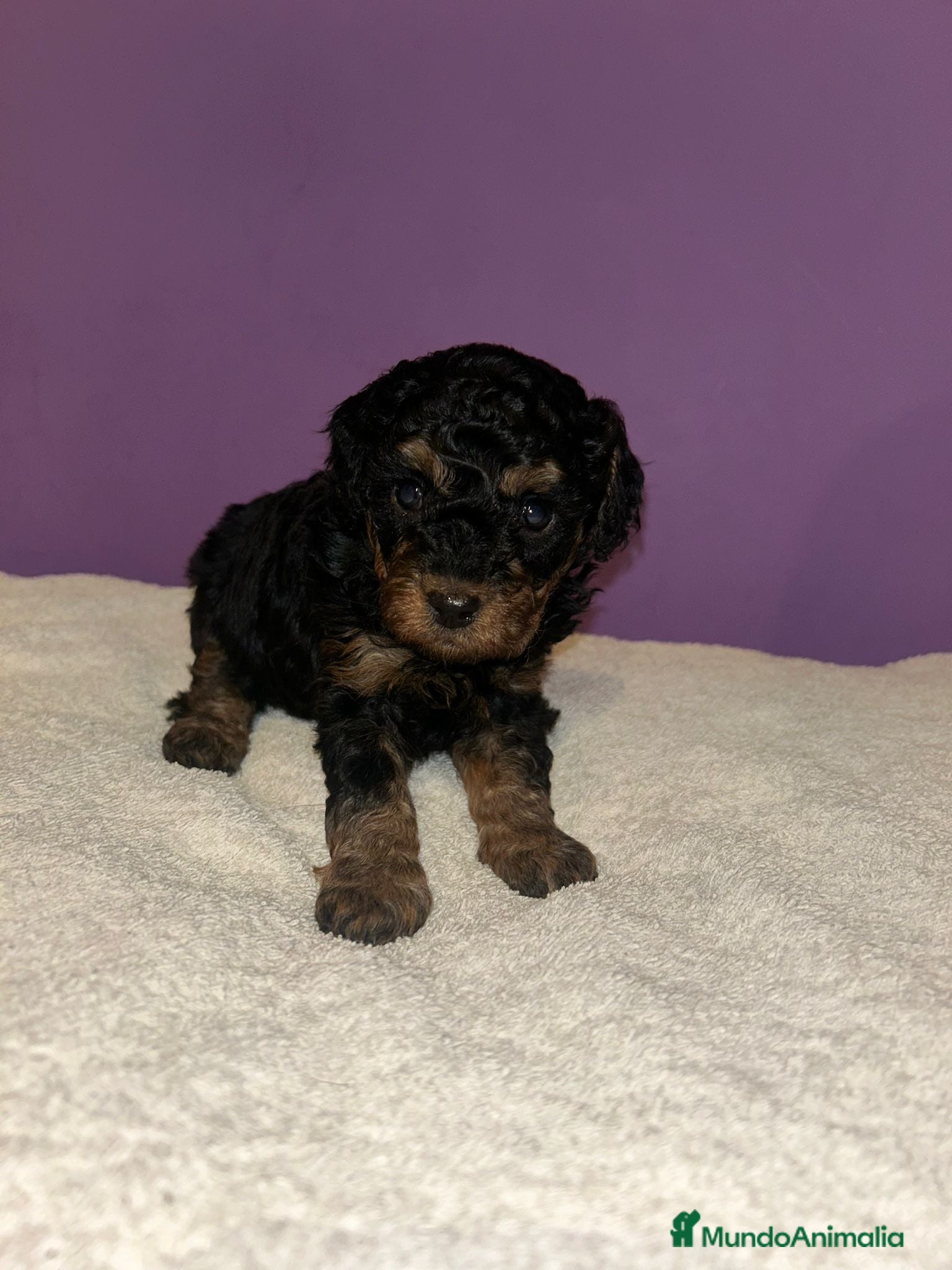 Caniche Toy perros Caniche toy - Anuncio 1