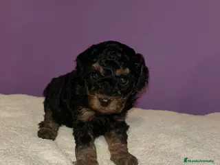 Caniche Toy perros Caniche toy - Anuncio 11
