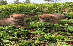Shiba Inu perros en venta: SHIBA INU - Imagen 10