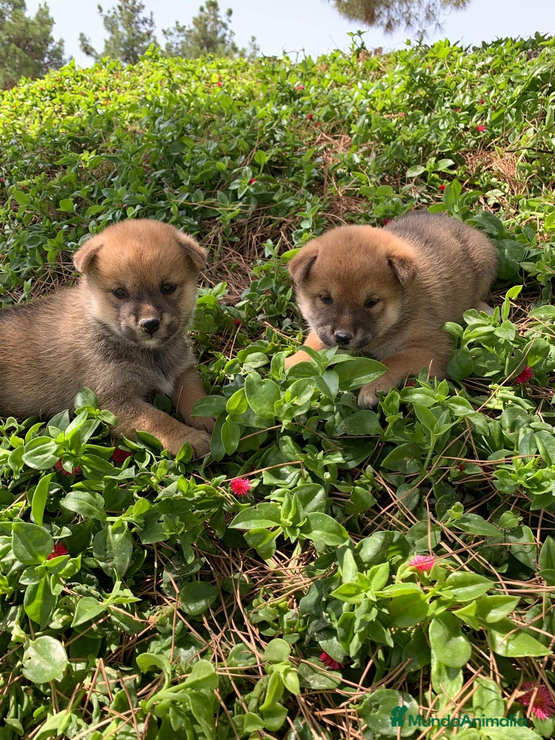 Shiba Inu perros en venta: SHIBA INU - Imagen 10