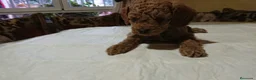 Caniche Toy perros en venta: caniche toy en Madrid - Anuncio 3