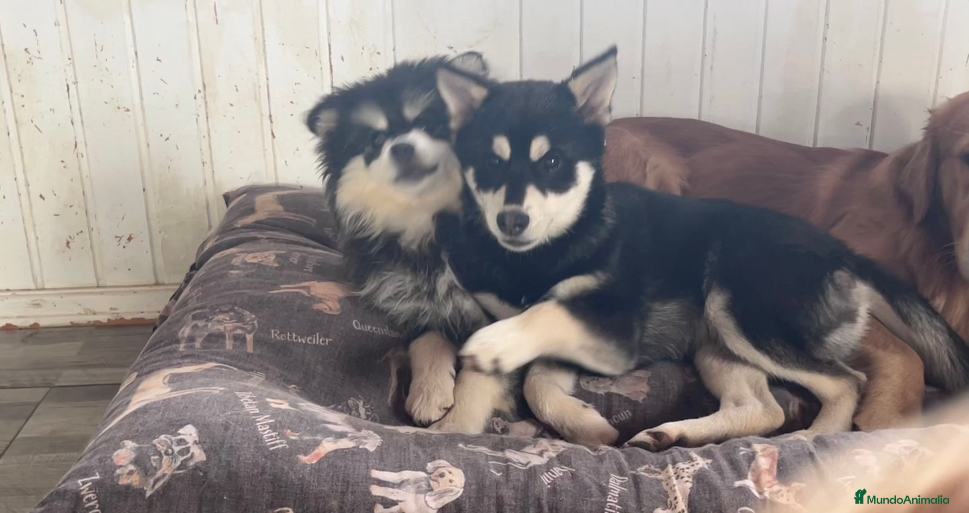 Pomsky perros Pomsky multigeneracional  - Anuncio 1