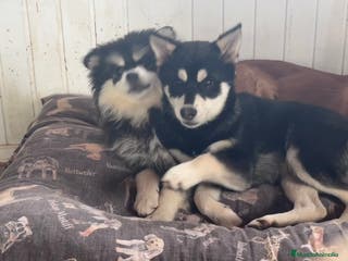 Pomsky perros Pomsky multigeneracional - Anuncio 1