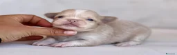 Chihuahua perros en venta: PRECIOSO MACHITO CREMA Y BLANCO DE PELO LARGO  - Anuncio 1