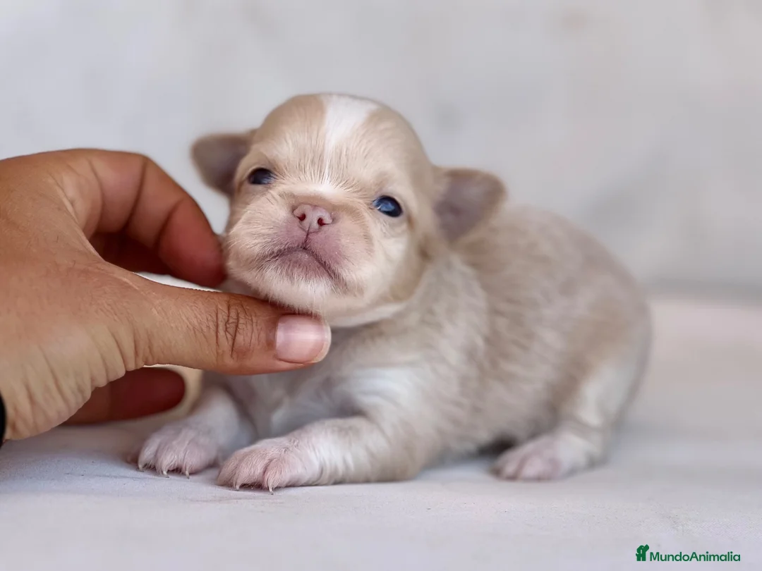 Chihuahua perros en venta: PRECIOSO MACHITO CREMA Y BLANCO DE PELO LARGO  - Anuncio 1