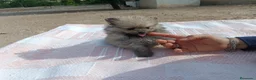 Pomerania perros en venta: POMERANIA LINDA HEMBRITA - Anuncio 2