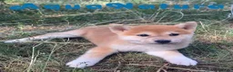 Shiba Inu perros en venta: Shiba Inu Hembra de Maya y Silvio 1828 AQUANATURA - Anuncio 4