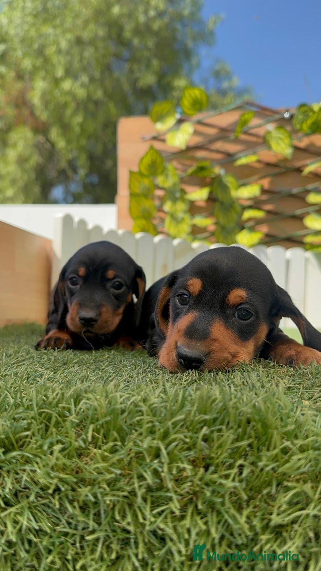 Teckel Miniatura perros en venta: TECKEL MINIATURA - Imagen 5