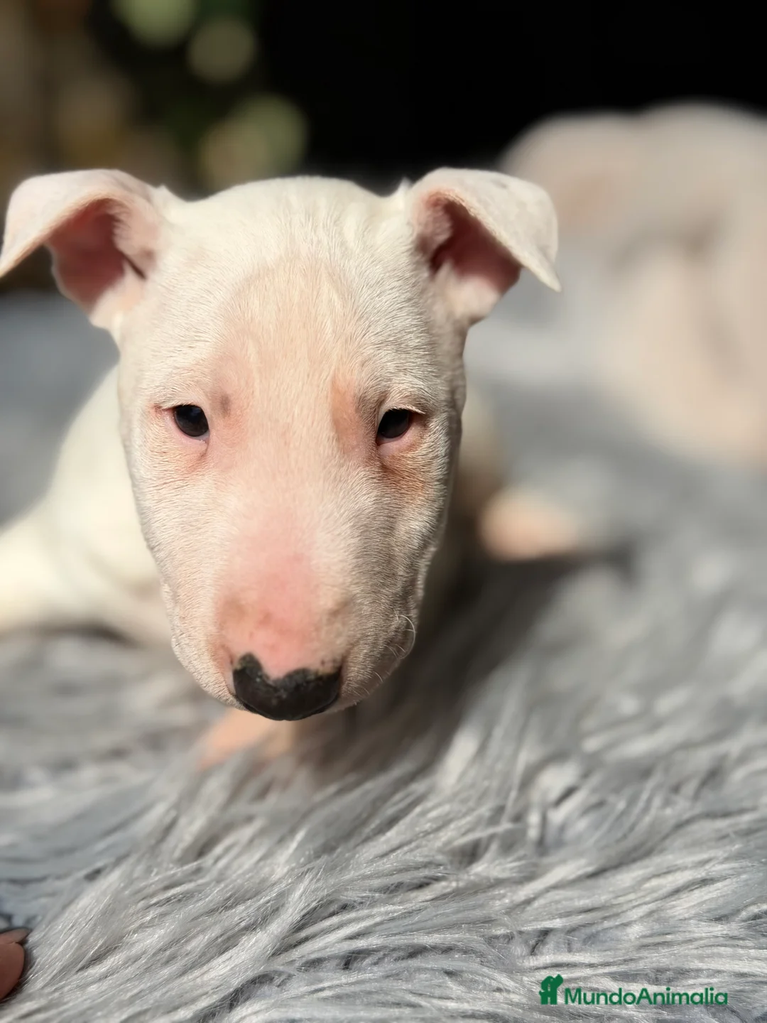 Bull Terrier Miniatura perros en venta: Bullterrier miniatura  - Anuncio 7