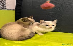 Snowshoe gatos en venta: Gatitas Hembritas Snowshou - Imagen 2