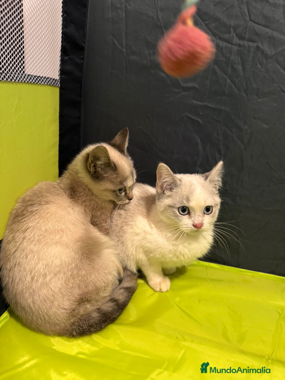 Snowshoe gatos en venta: Gatitas Hembritas Snowshou - Imagen 2