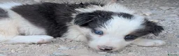 Border Collie perros en venta: Cachorros border collie  - Anuncio 4