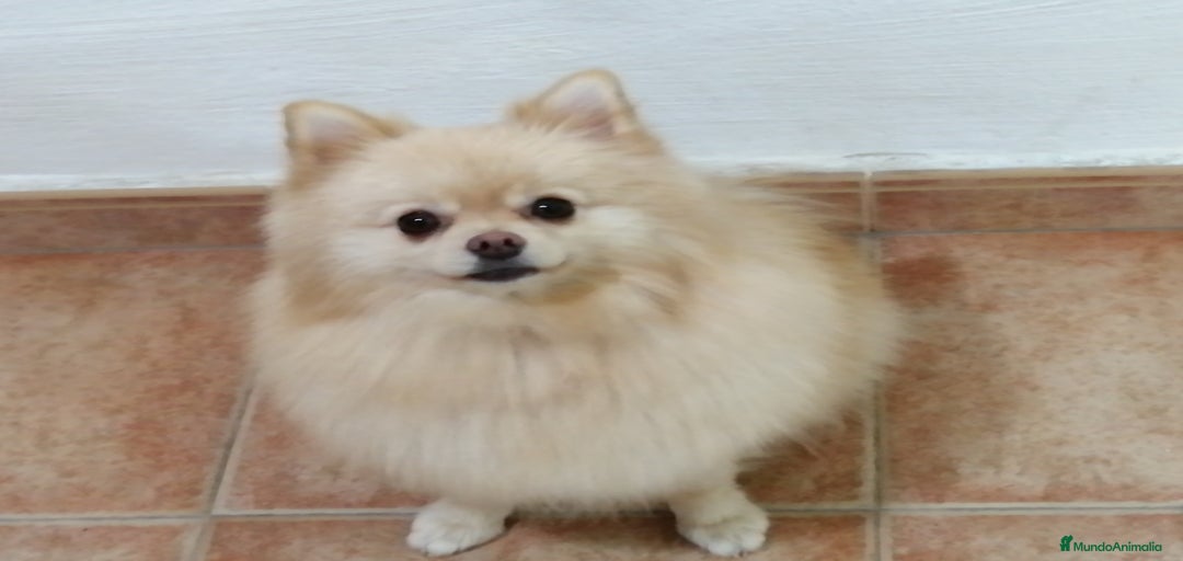 Imagen de galería {{count}}