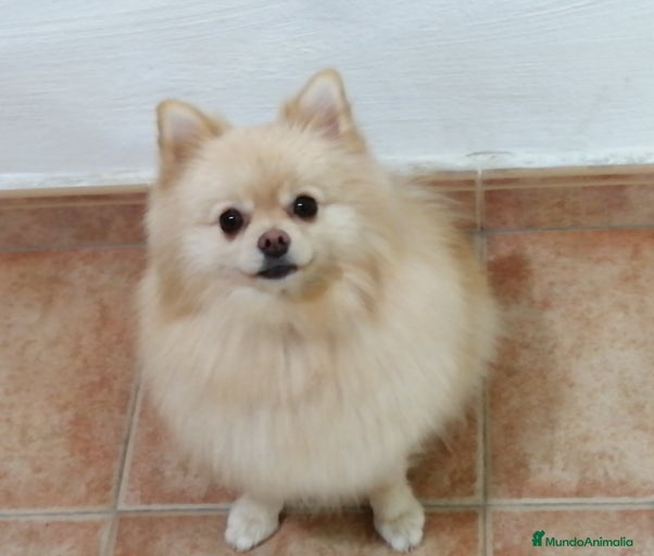 Imagen de galería {{count}}