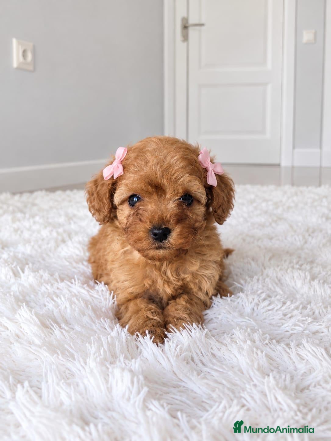 Caniche Toy perros en venta: CANICHE TOY - Anuncio 3