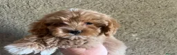 Maltipoo perros en venta: Maltipoo  - Anuncio 1