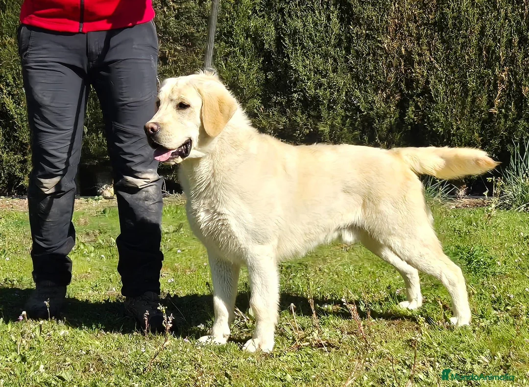 Labrador Retriever perros en venta: LABRADOR - Anuncio 5