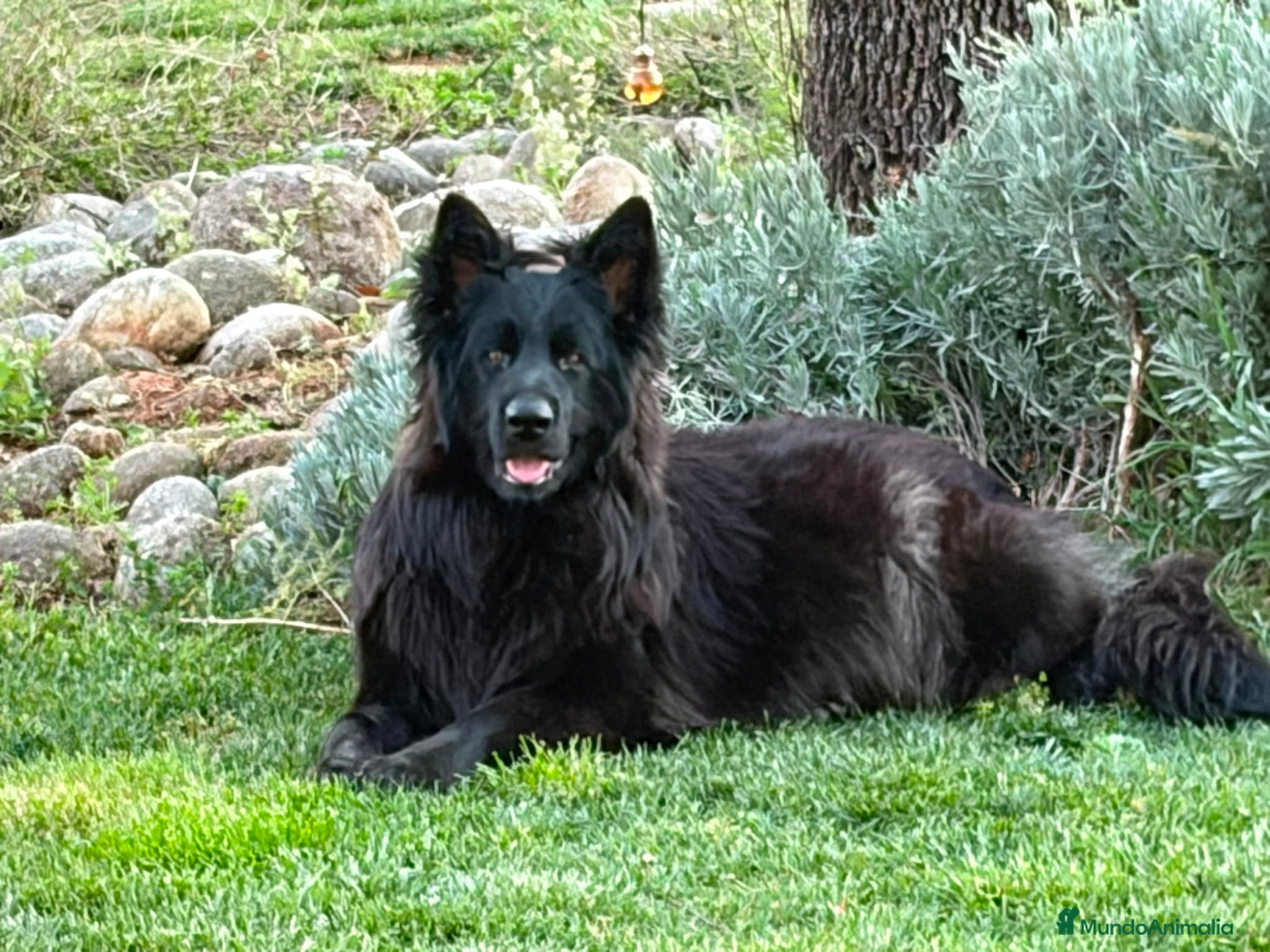 Pastor Alemán perros CACHORITAS DE PASTOR ALEMAN NEGRO SOLID PELO LARGO - Anuncio 1
