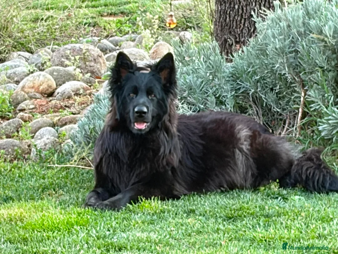 Pastor Alemán perros en venta: CACHORITAS DE PASTOR ALEMAN NEGRO SOLID PELO LARGO - Anuncio 1