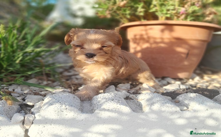 Yorkshire Terrier perros - Anuncio 3