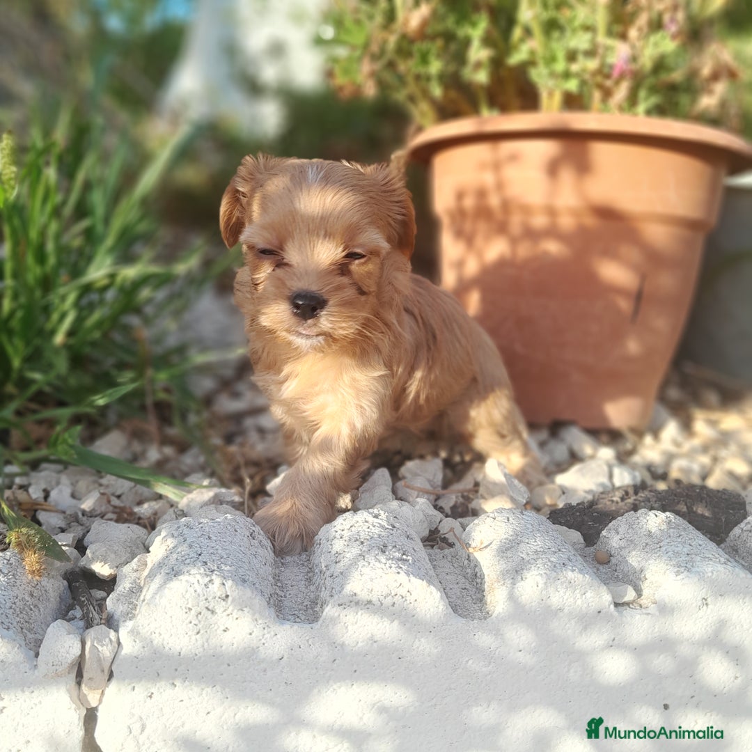Yorkshire Terrier perros en venta: YORKSHIRE - Imagen 1