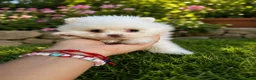 Pomerania perros en venta: PRECIOSA PAREJA DE POMERANIA  - Anuncio 2