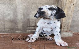 Dogo Alemán perros en venta: Cachorros de Dogo Alemán - Imagen 16