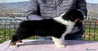 Pastor Australiano perros en Guipúzcoa - Propaganda 15