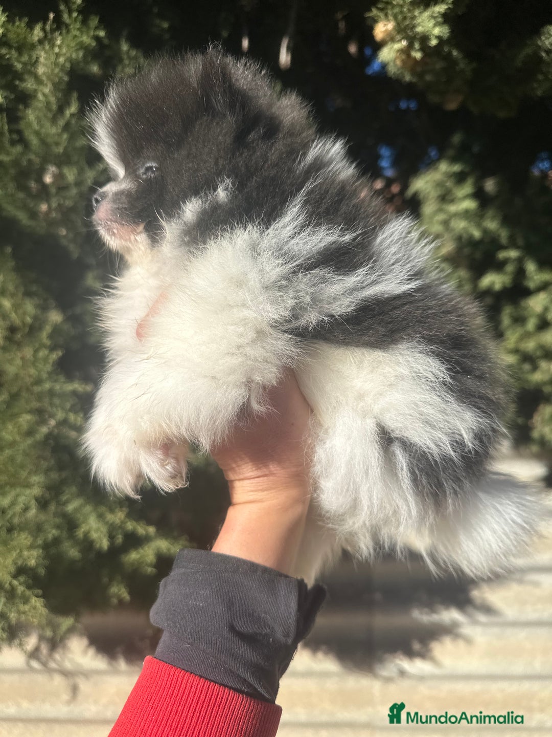 Pomerania perros en venta: POMERANIA RUSO DISONIBLE - Anuncio 3