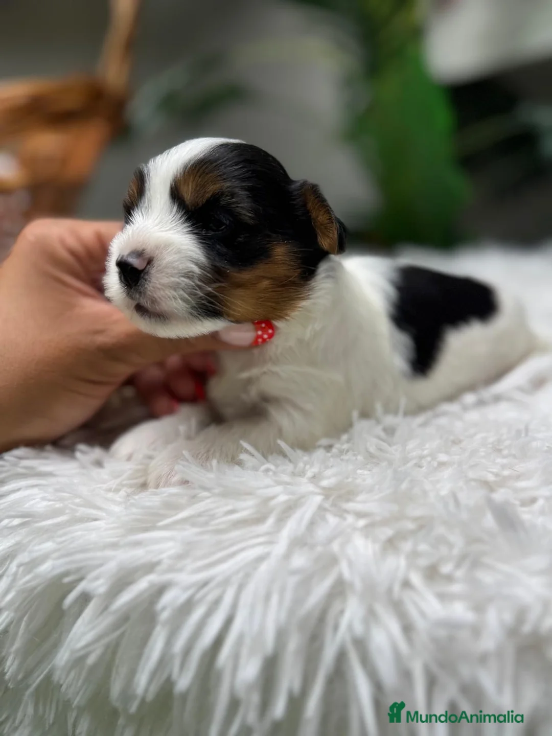 Yorkshire Terrier perros en venta: YORKSHIRE BIEWER - Anuncio 2