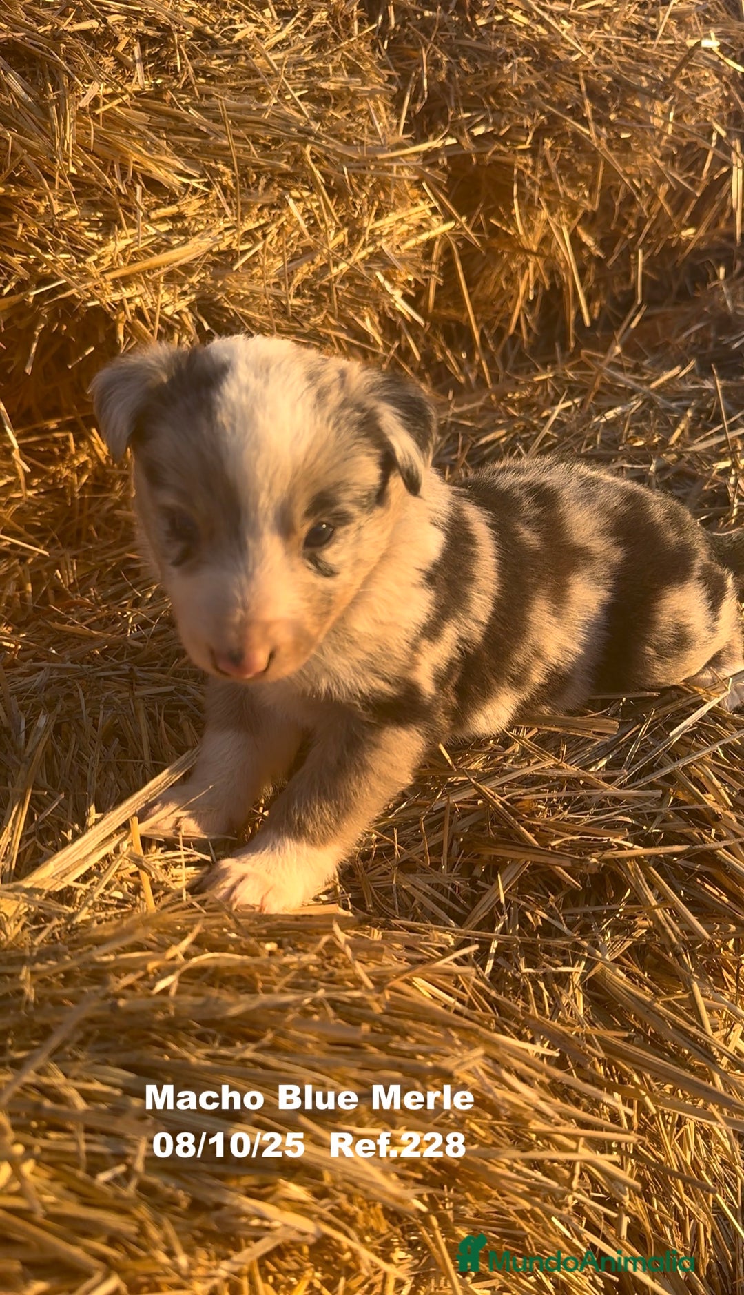 Border Collie perros en venta: Border Collie Blue Merle - Anuncio 25