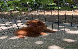 Caniche Toy perros en venta: Caniche toy  - Imagen 2