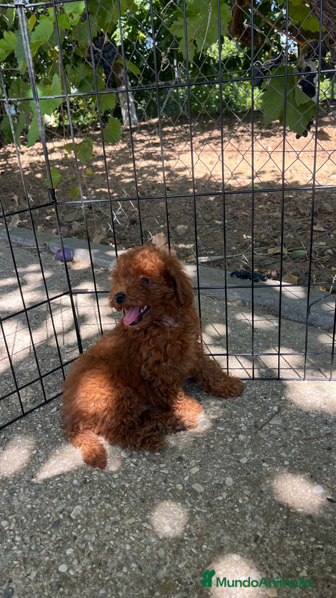 Caniche Toy perros en venta: Caniche toy  - Imagen 2