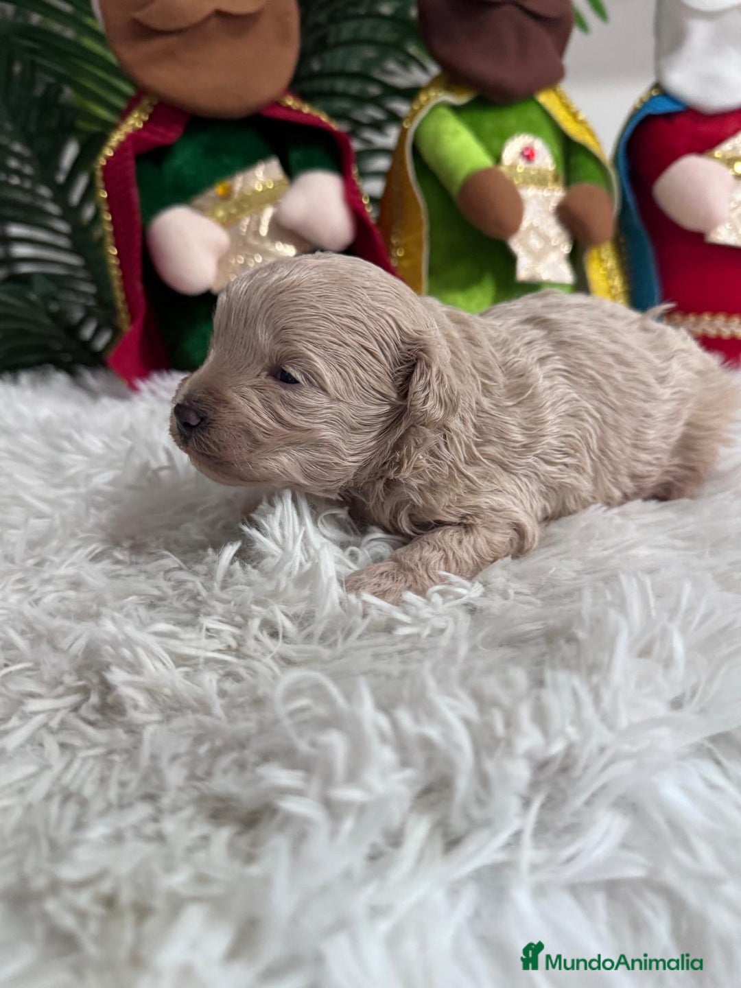 Maltipoo perros en venta: MALTIPOO MACHO - Anuncio 6