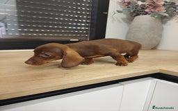 Teckel Miniatura perros en venta: Kanichen hembra chocolate última  - Anuncio 1