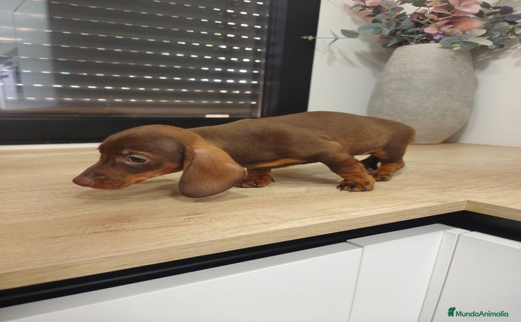 Teckel Miniatura perros Kanichen hembra chocolate última  - Anuncio 2