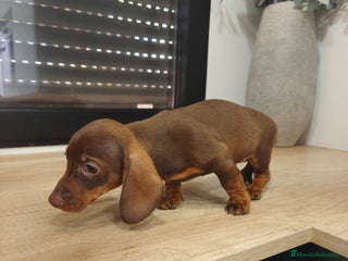 Teckel Miniatura perros Kanichen hembra chocolate última - Anuncio 2