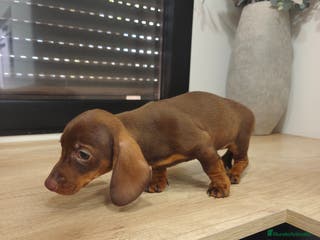 Teckel Miniatura perros Kanichen hembra chocolate última - Anuncio 20