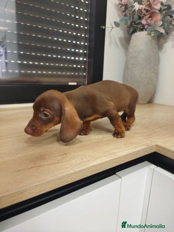 Teckel Miniatura perros Kanichen hembra chocolate última - Anuncio 1