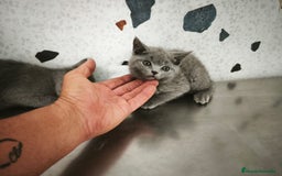 Scottish Straight gatos en venta: Disponibles gatitos scottish - Imagen 2