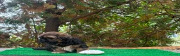 Shih Tzu perros en venta: Machitos de shih tzu - Anuncio 16