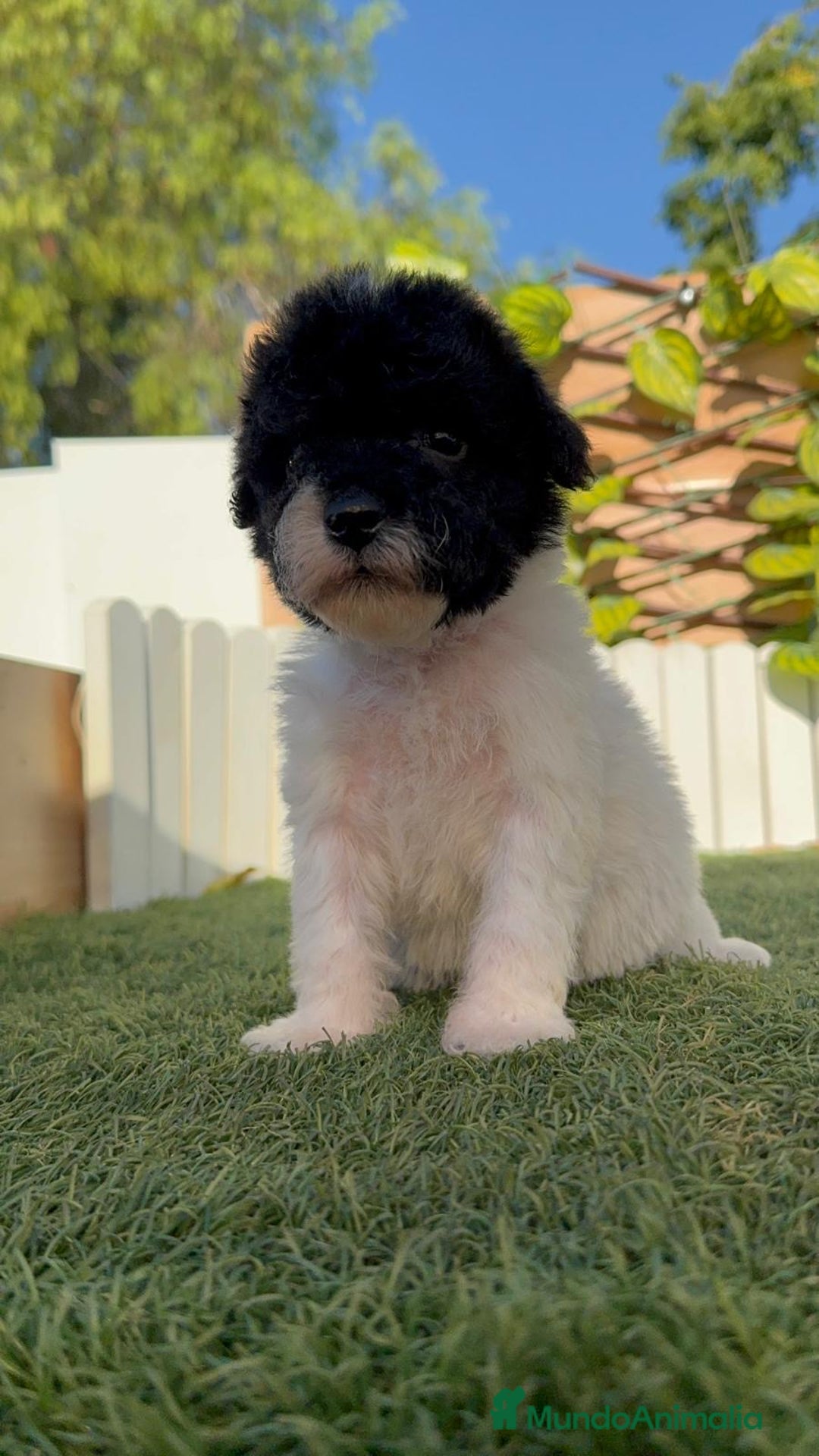 Perro de Agua Español perros en venta: PERRO DE AGUA HEMBRA - Imagen 11