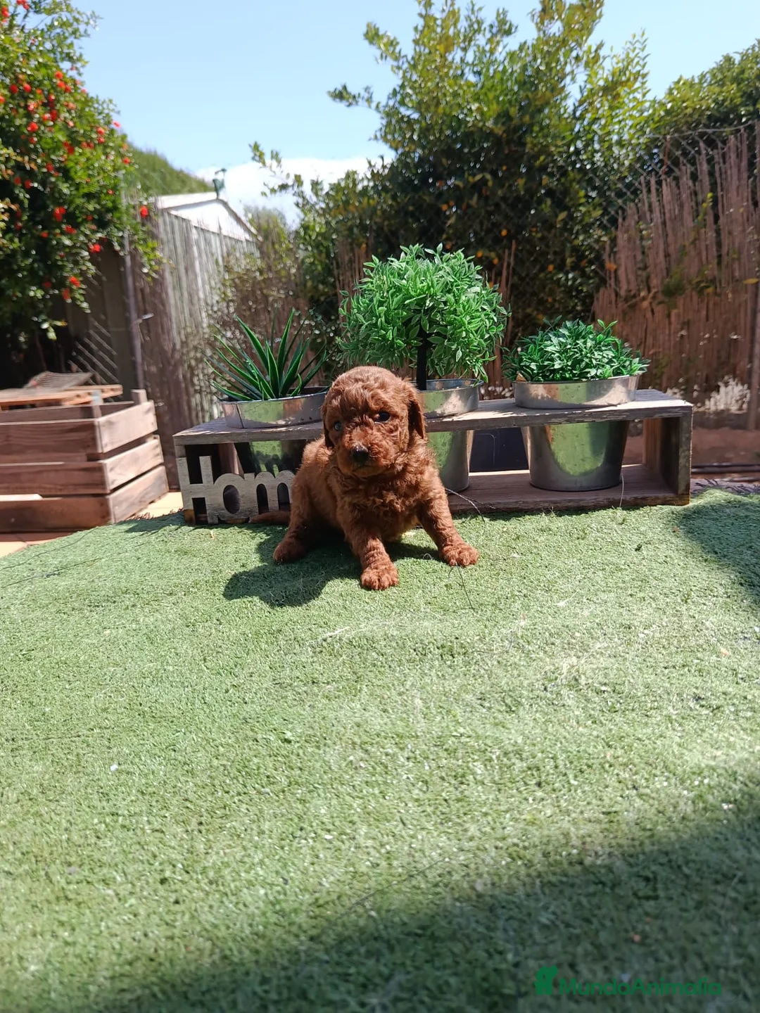 Caniche Toy perros en venta: Caniche toy - Anuncio 3