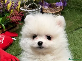 Pomerania perros Pomerania hembra disponible - Anuncio 1