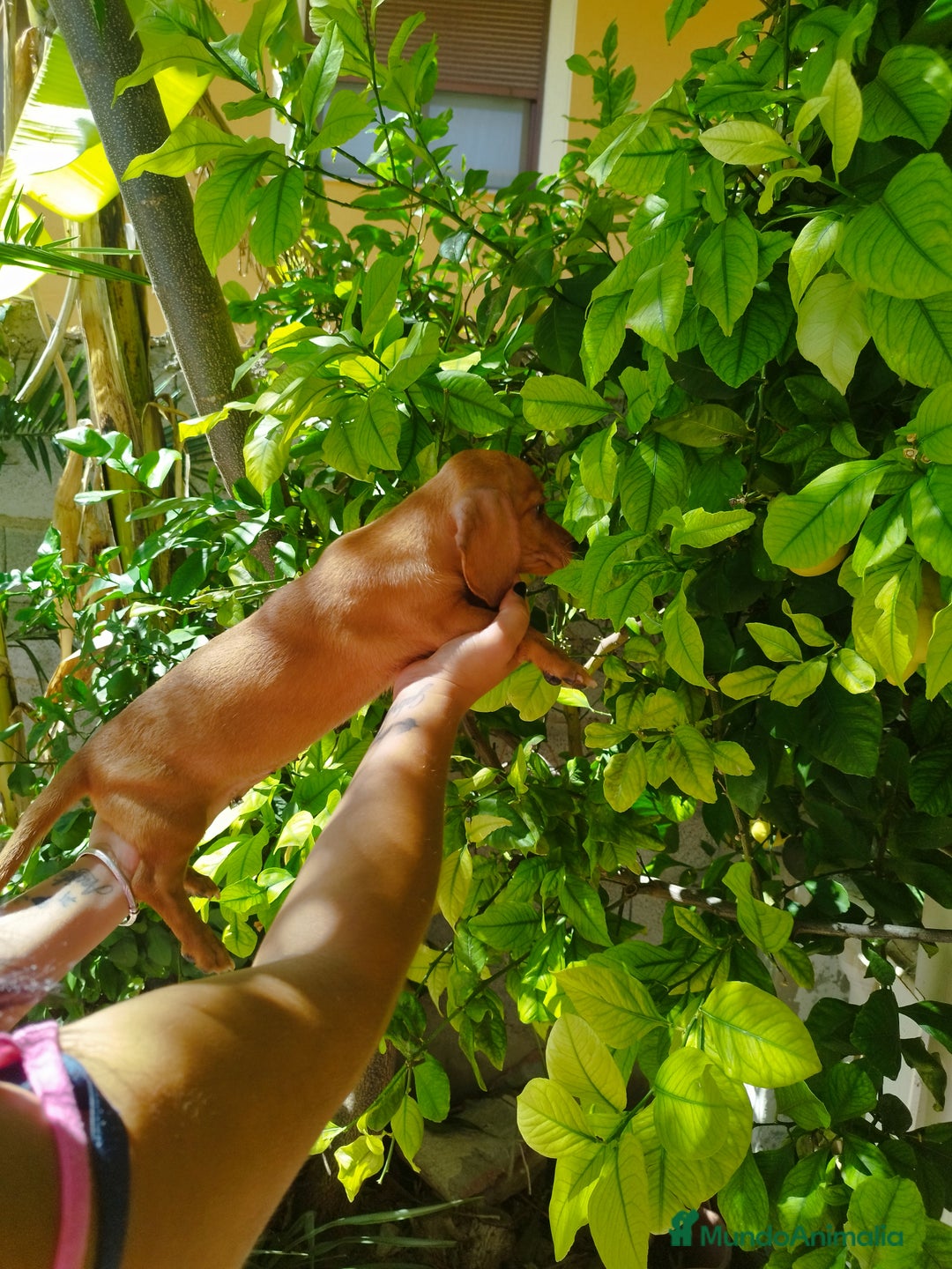 Teckel perros en venta: TECKEL PURA RAZA  - Imagen 5