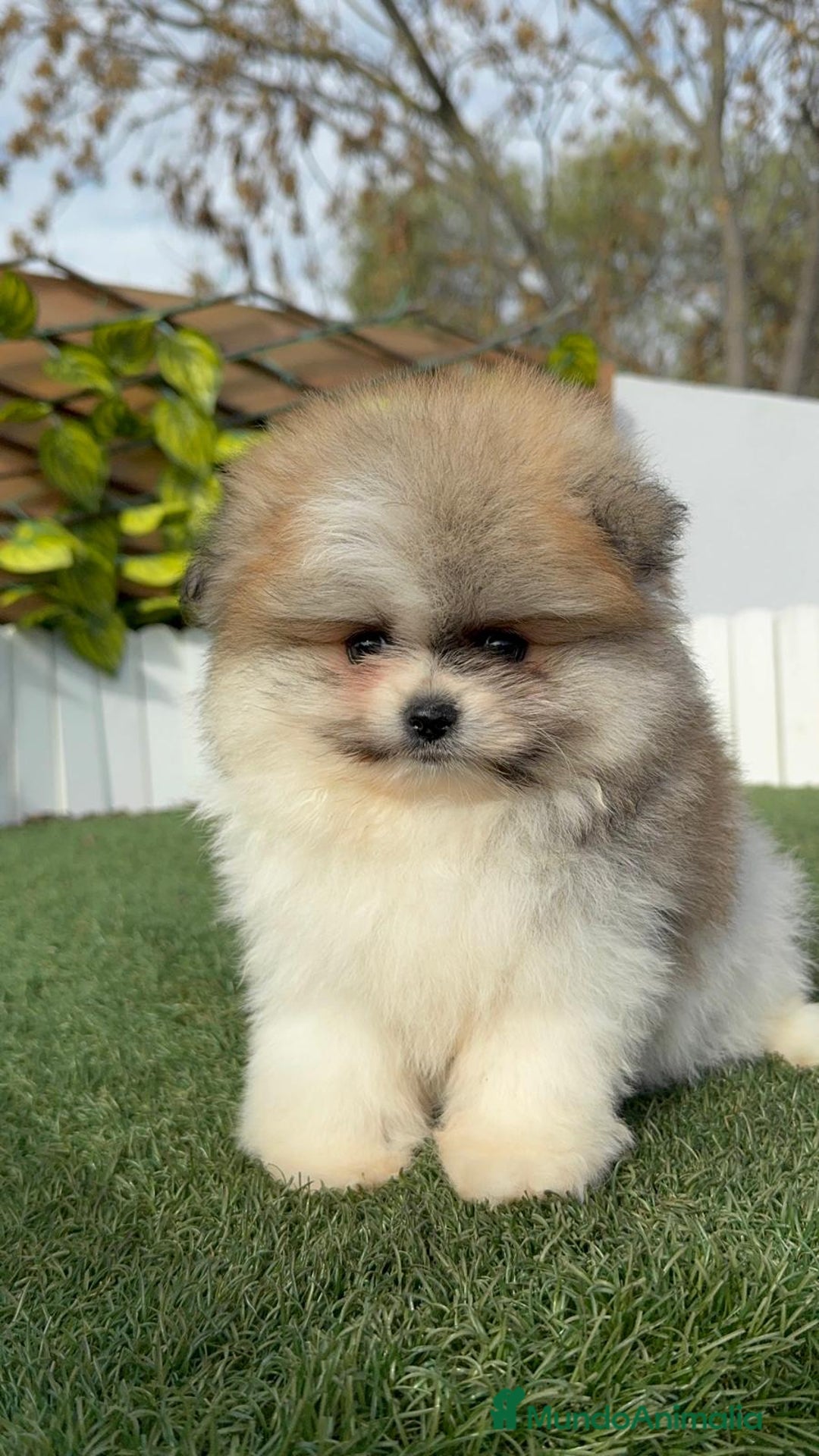 Pomerania perros en venta: POMERANIA HEMBRA - Anuncio 24