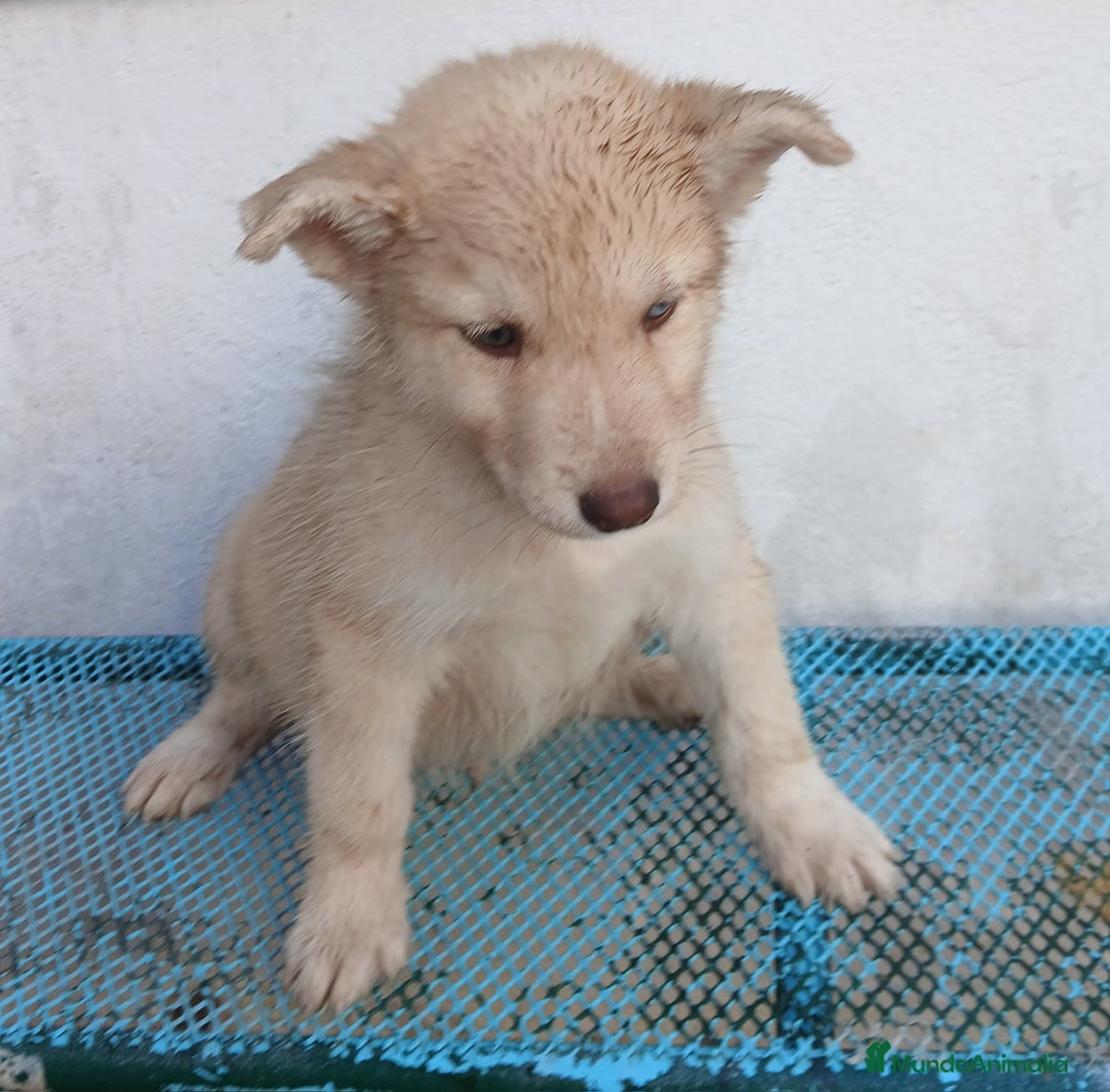 Husky Siberiano perros en venta: ULTIMO HUSKY y ULTIMA  ALASKA MALAMUTE  - Imagen 5