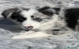 Border Collie perros en venta: Border collie  - Imagen 1